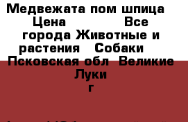 Медвежата пом шпица › Цена ­ 40 000 - Все города Животные и растения » Собаки   . Псковская обл.,Великие Луки г.